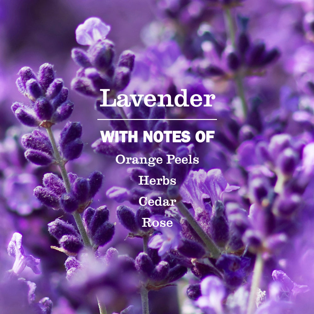 Lavender Plug In Scented Oil Refill 2-Pack